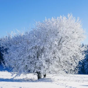 A Winter Morning