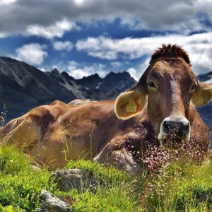 Austrian Alps