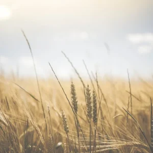 Barley Fields