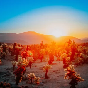 Cactus Sunrise