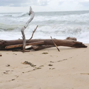 Driftwood