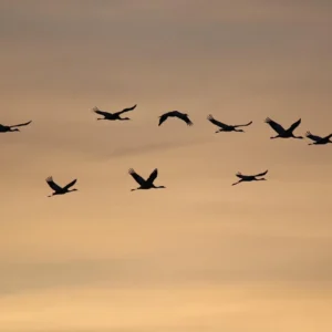 Graceful Gratitude