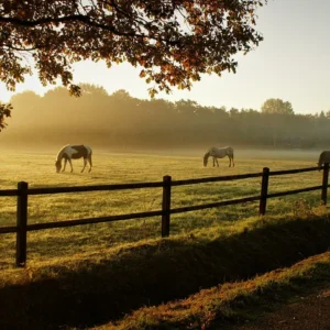 Mournful Morning