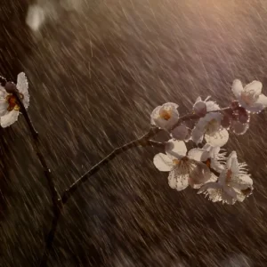 Raindrops
