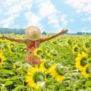Summer Sunshine