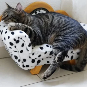 Sweet Dreams