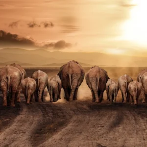 The Journey