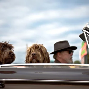 Top Down Driving