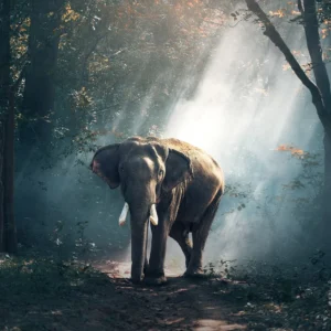 Wilderness